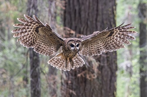 Mexican spotted owl